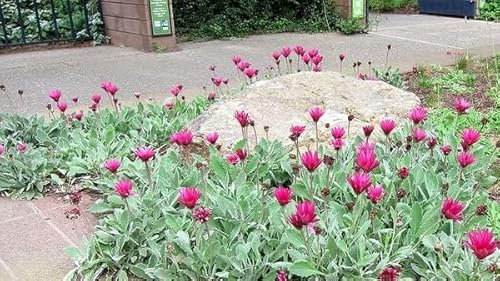 Arctotis Harlequin, Marguerite africaine 50 Samen, vivace, couvre sol, rocaille