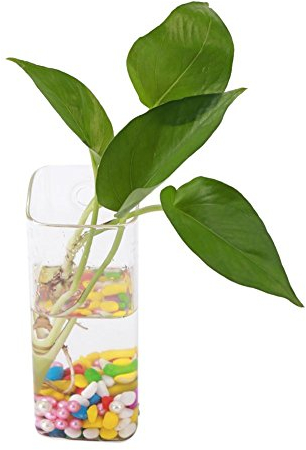 Fdit Jarrón de Vidrio Colgante Transparente Hidropónico Planta Flor Contenedor Jarrón Oficina Decoración del hogar(5#Rectángulo)