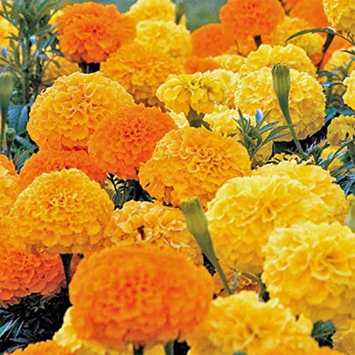 Palm Beach Medicinal Herbs - Aztec Marigold (Tagetes erecta 'Crackerjack) - Packet of 20 Seeds