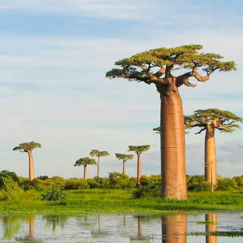 affenbrotbaum - bonsaibaum züchten baobab, geschenke für gartenfreunde baumsamen, indoor zimmerpflanzen winterharte 20samen
