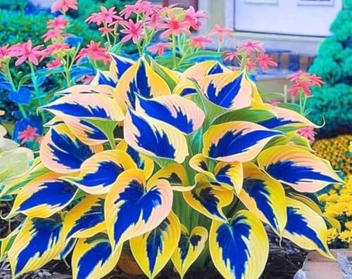 Hosta-Rhizome - Raro, Resistente, Facile da Curare, Perenne, Rifiorente, Versatile per Giardino e Vaso-1 bulbi