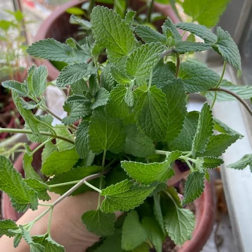 katzenminze, geschenke für gartenfreunde kräuterpflanzen minze balkonpflanzen winterharte garten wildkräuter nachhaltige produkte 800samen