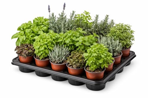 Pack 15 Plantas Aromáticas, Medicinales y Culinarias Maceta Ø 11 cm para uso Exterior
