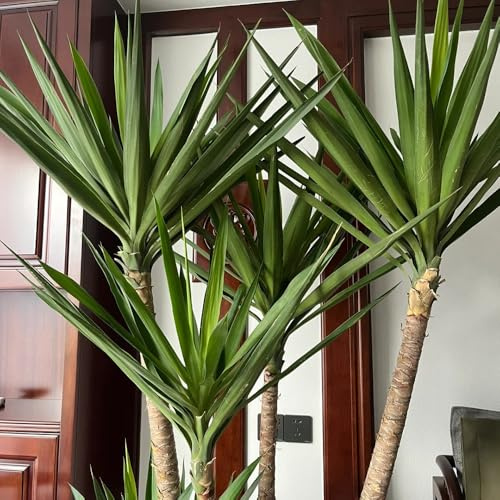 30 pz Semi di Yucca elefantipes soggiorno decorativo decorazione soggiorno balcone piante da interno per regali di pasqua in soggiorno Piantare semi di piante d'appartamento Piante