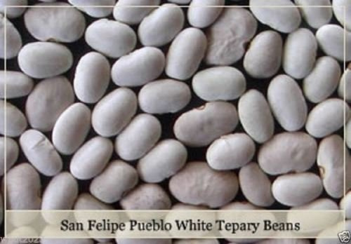 Graines De Haricots Blancs Tepary De San Felipe Pueblo Haricots Verts Phaseolus Acutifolius