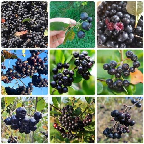 Semi di Aronia Melanocarpa, da giardino roccioso semi rari colonnare fresca da balcone vecchie varietà Aronia nera, 300pcs