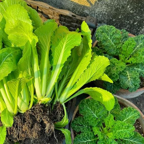 Semi di pak choi, cavolo cinese alla senape orto biologico arredamento del soggiorno in vaso di vecchie varietà balcone serra interna 200pcs