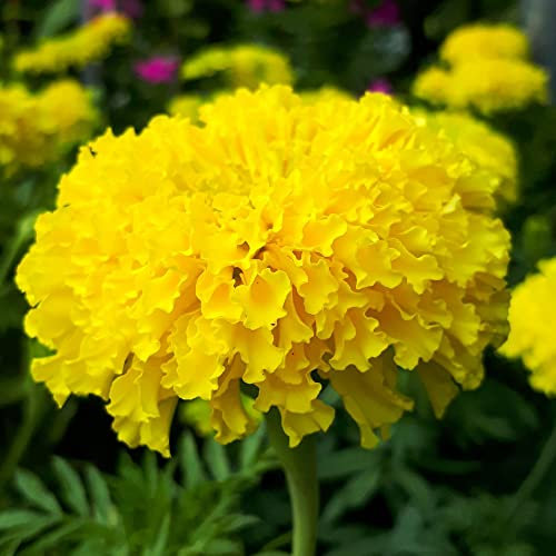 African Marigold Seeds 'Discovery Yellow' F1 Hybrid Tagetes erecta Double Yellow Blooms Half-Hardy Annual Easy to Grow Your Own Garden Flowers 1x Packet (Approx. 30 Seeds) by Thompson and Morgan