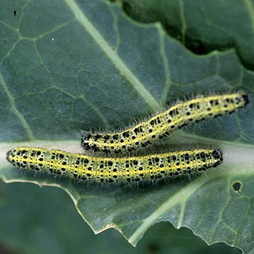 Dragonfli Small Garden Caterpillar Killer Nematodes - Protect Plants & Crops Naturally - Perfect To Treat Smaller Gardens & Indivdual Plants (Small Garden Caterpillar Killer Nematodes - 14sqm)