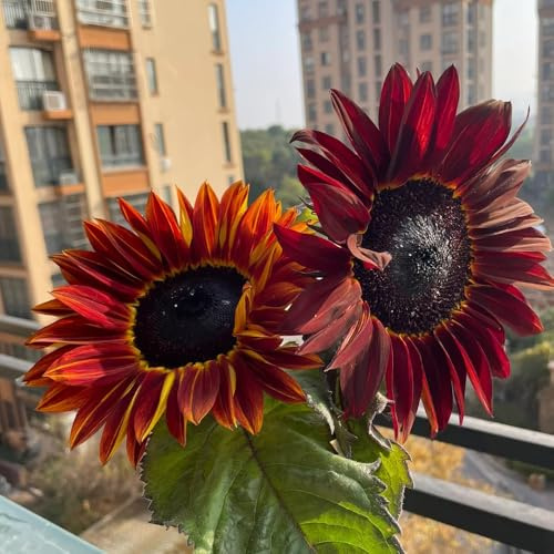sonnenblumen zimmerpflanze winterharte stauden für pralle sonne sonnenblume hochbeet balkon exotische zimmerpflanzen topfpflanzen draußen winterhart schnittblumen blumenwiesensaat 15samen