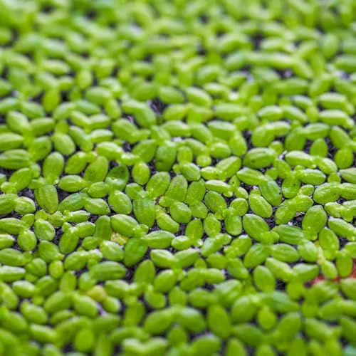 Semi di lenticchia d'acqua - organico prodotti sostenibili acquatiche verdi vecchie varietà acquatiche raro giardino aromatiche acquario semi di 100pcs