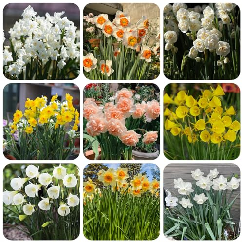 NarzissenZwiebeln - kübelpflanzen kletterpflanzen hochbeete für garten mehrjährige bodendecker winterhart gewächshaus balkon exotische zimmerpflanzen winterharte stauden für pralle 5pcs