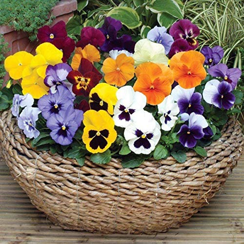 Welldales 50 UK Pastel Giant Mixed Pansy Seeds Floral Scented Flowers Pot Basket & Garden Plants