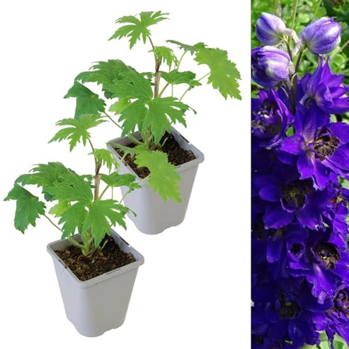 Carbeth Plants - 2 x Delphinium Plant Magic Fountains Dark Blue/Dark Bee in 1L Pot - Summer Flowering Eye Catching Larkspur - Compact Hardy Herbaceous Perennial - Pollinator Friendly