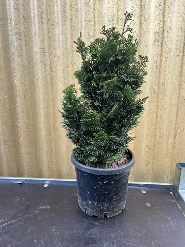 Chamaecyparis Obtusa Nana, Cipresso Nano in Vaso, Pianta Sempreverde da Giardino, Verde