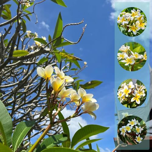frangipanisamen kaufen, plumeria, winterharte mehrjährig wohnzimmer garten deko für draußen indoor gewächshaus 350pcs