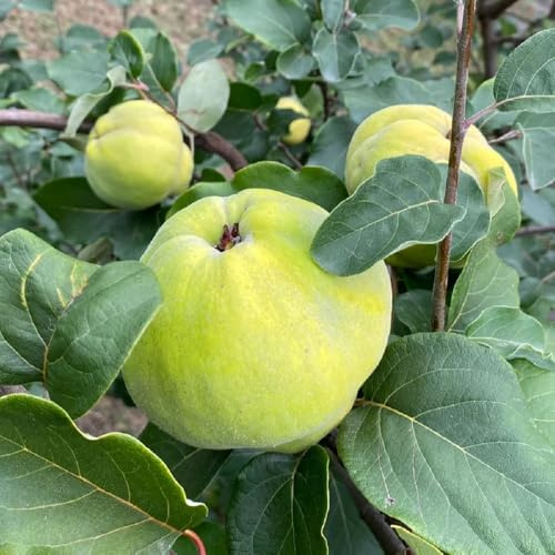 comprar semillas de membrillo, columnares resistentes regalos para jardineros invernaderos de balcón comprar columnar enanos 100pcs