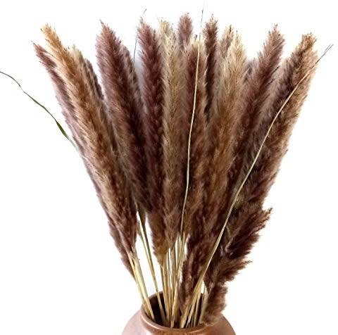 30 Pcs Natural seco Pampas Grass, Phragmitos Comunis, Ramo de Flores de Boda, 60 cm de Alto Natural
