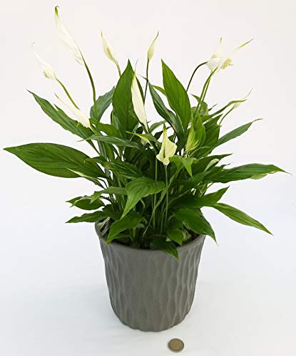 POWERS TO FLOWERS - SPATIFILLO MULTIFLORA IN VASO IN CERAMICA ANTRACITE, vaso 18cm, Pianta Vera