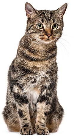 Katzen Fensterbild I lebensecht groß I beidseitig bedruckt I Fenster-Aufkleber I statisch haftend I Vogel-Schutz I selbstklebend wiederablösbar I dv949