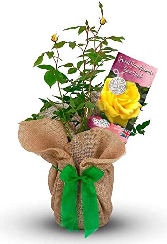Rose Bush 'Special Grandparents' - A Gift for Special Grandparents - Gift Rose Bush for The Garden