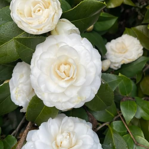 semillas de camelia, camelias semillas balcón resistentes al aire libre jardín resistentes, decoración, interior, macizos 150pcs