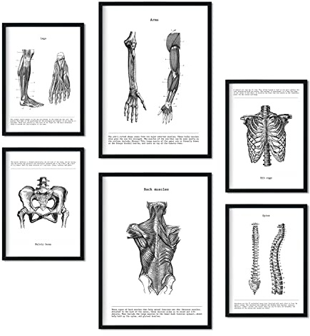 Nacnic – Set mit 6 Anatomie-Postern Muskeln und Knochen (Rücken, Bein, Arm, Wirbelsäule, Becken, Rippen). Poster ideal für Kliniken. Größen A3 und A4, ohne Rahmen.