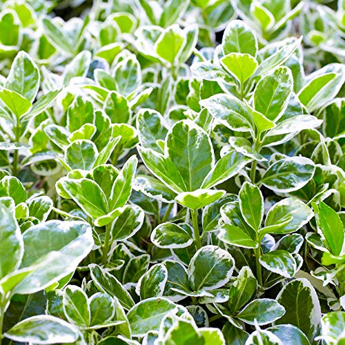 GardenersDream Euonymus 'Kathy' - Immergrüne Pflanzen Winterhart Gelb-Grün Buntlaubig - Winterharte Kübelpflanzen - Gartenpflanzen Premium XXL