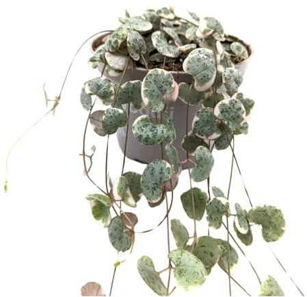 Ceropegia woodii Variegata - String of Hearts 11cm