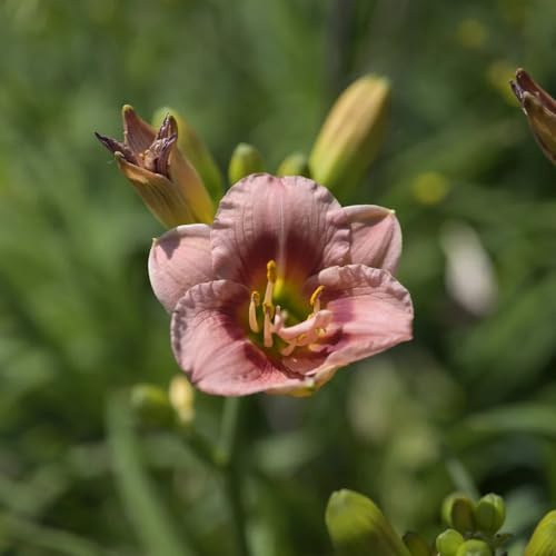 semi resistenti dei daylilies - perenni esotiche, copertura del 85pcs