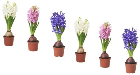 Pack de 6 Bulbos de Jacinto Hyacinthus Orientalis Flores Naturales Mix Color