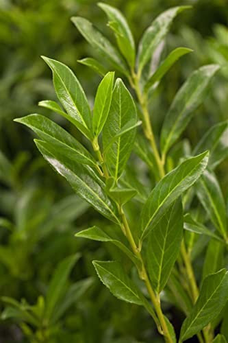 Prunus laurocerasus 'Caucasica' 100-120 cm – Immergrün, Winterhart, Pflegeleicht – Kirschlorbeer – Heckenpflanze für Garten & Sichtschutz