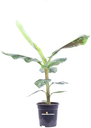 Pianta di Banano o Musa Dwarf Cavendish pianta ornamentale da interno e da esterno pianta vera tropicale di Banano venduta da eGarden.store (Vaso 21 cm)