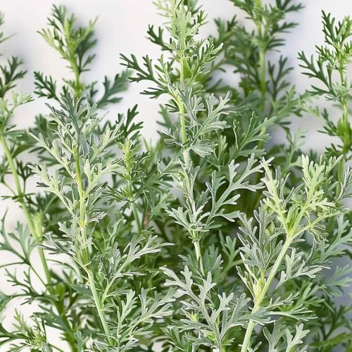 1000 Graines d'Absinthe