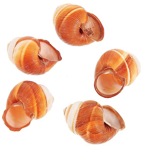 ERINGOGO 5pezzi Gusci Naturali Per Escargot Da Cucina Gusci Spessi e Resistenti Per Cottura Francese Per Casa e Ristorante