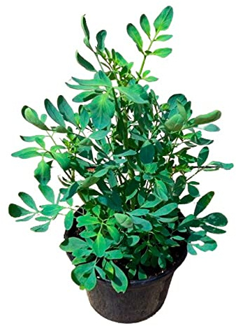 DECOALIVE Ruda Planta con Propietades Ruta Graveolens