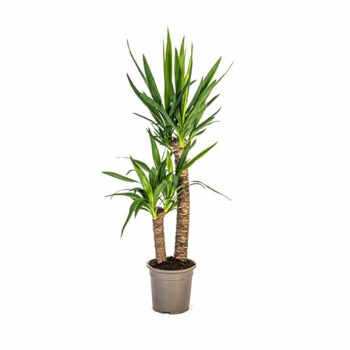 Yucca Elephantipes – Riesen-Palmlilie – Zimmerpflanze Ø19cm 70-90cm – Robust & pflegeleicht – Exotisch & dekorativ