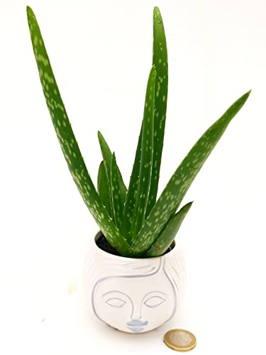 POWERS TO FLOWERS - ALOE VERA MINI IN VASO CERAMICA SIGNORINA, Pianta vera