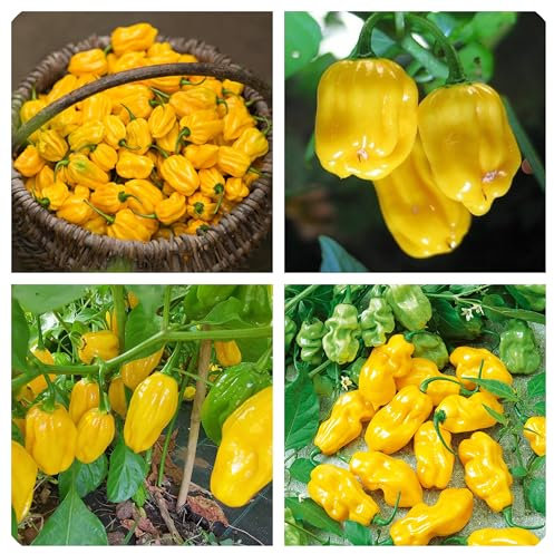 Semi di Peperoncino Habanero Giallo dei Caraibi, 200 Pezzi, Piccantezza Medio Alta habanero yellow chili pepper seeds