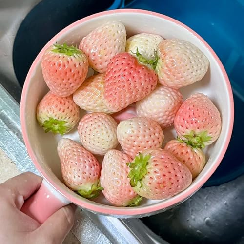 fragole semi di fragola sostenibili di fragola Acquista da biologici da aiuola rialzata per gli amanti del giardino arbusti a crescita 400semi