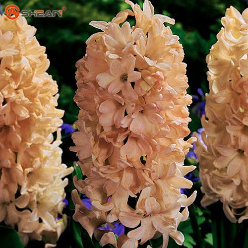 Graines de jacinthe de jardin orange Graines de jacinthe en pot Bonsaï Graines de fleurs de balcon-DIY Home Garden Paquet de 100 graines