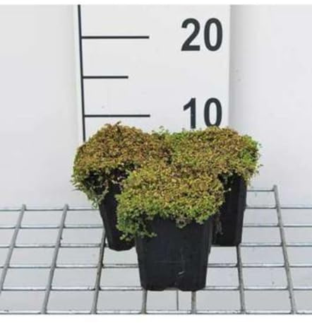 12 x Soleirolia soleirolii - Bubikopf - Topf 9 cm x 9 cm