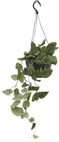 La Green Touch - Pothos Scindapsus Pictus Epipremnum h25cm - Plante d'intérieur - Pot 15cm, Hauteur 25 cm