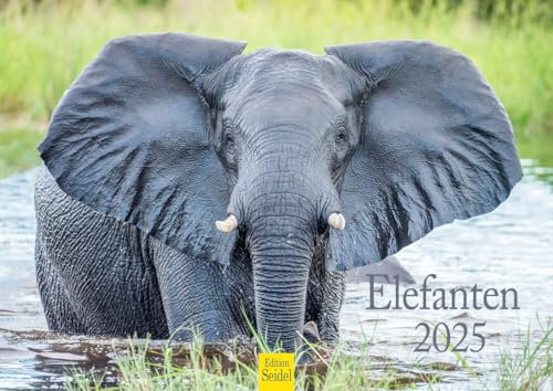 Edition Seidel Premium Kalender Elefanten 2025 Format DIN A4 Wandkalender Tierkalender Natur Steppe Wasser Elefant Kuh Bulle Kalb Herde Wildtier