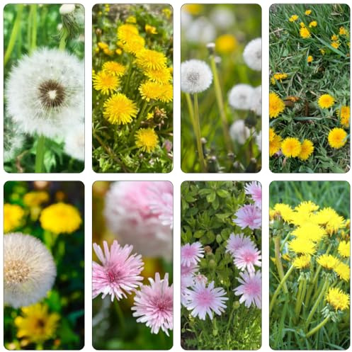 semi di tarassaco perenni resistenti semi perenni giardino interni selvaggi decorativi selvaggi primavera 1500pcs