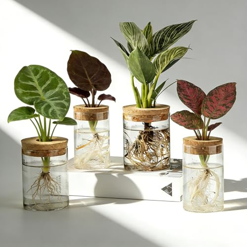 BigKing 4 Stück Hydrokultur Pflanzen Terrarium mit Holzdeckel, Flaschengarten Komplettset, Pflanzenterrarium, Hydrokulturglas Für Plant Blumen Zimmerpflanzen Pflanze Hydrokultur