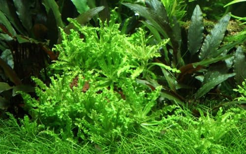 AquaOne Aquarium Pflanze 10 Stück Pogostemon helferi Bodendecker Spar-Set | Wasserpflanze Aquariumpflanze einfach pflegeleicht Aquascaping Dekoration