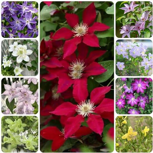9bulbos resistentes de clemátide, decorativas, reales de clemátide, ación temprana, que ecen