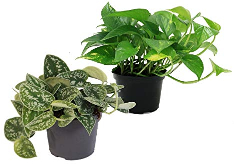 Exotenherz Set aus 2 verschiedenen Efeututen - Scindapsus pictus argyreus und Epipremnum aureus