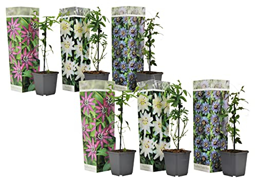 Plant in a Box - Passiflora Kletterpflanze - 6er Mix - Passionsblume - Gartenpflanz Winterhart - Topf 9cm - Höhe 25-40cm